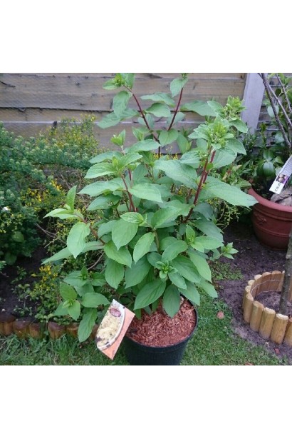 Гортензия метельчатая Candlelight в горшке 5 л.